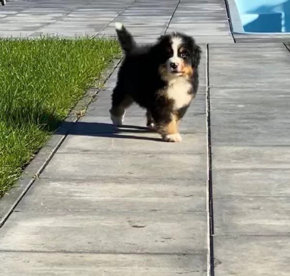 bellissimi cuccioli di bovaro del bernese | Foto 6