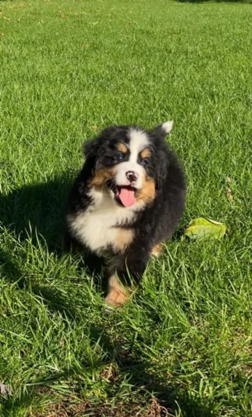 bellissimi cuccioli di bovaro del bernese | Foto 5