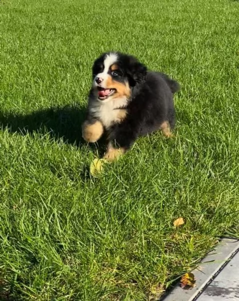 bellissimi cuccioli di bovaro del bernese | Foto 4