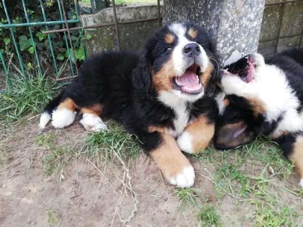 bellissimi cuccioli di bovaro del bernese | Foto 3