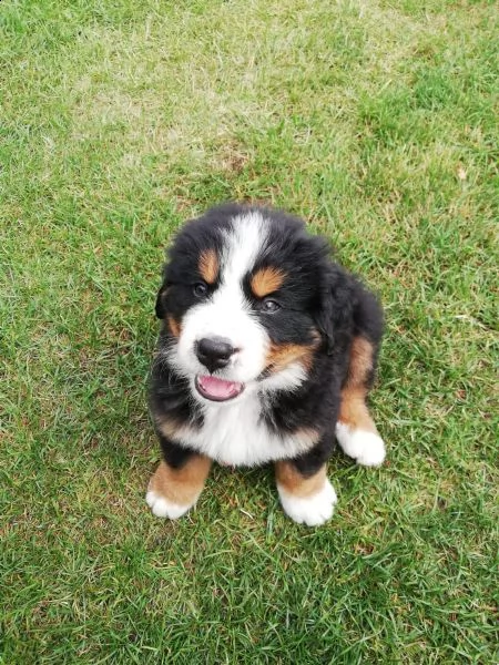 bellissimi cuccioli di bovaro del bernese | Foto 2