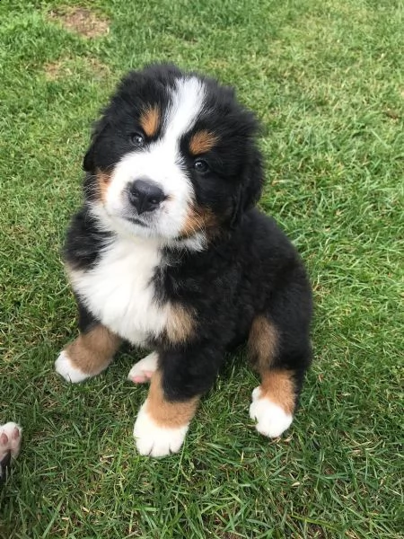 bellissimi cuccioli di bovaro del bernese