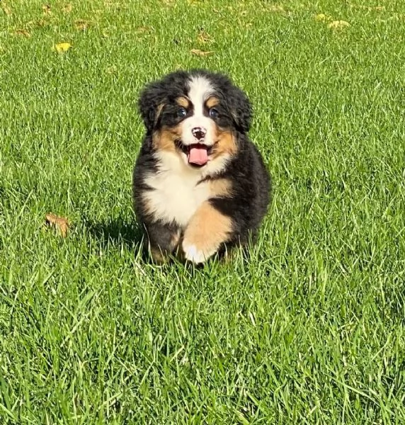 bellissimi cuccioli di bovaro del bernese | Foto 1