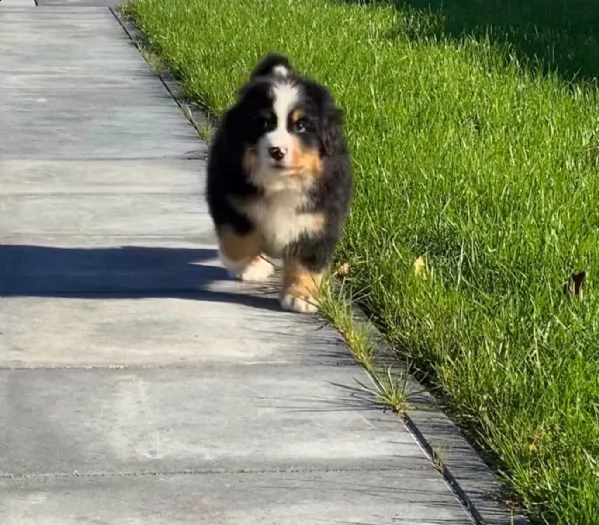 bellissimi cuccioli di bovaro del bernese | Foto 0