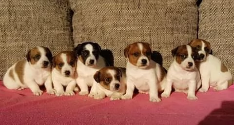 bellissimi cuccioli di jack russell terrier | Foto 0