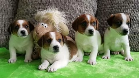 bellissimi cuccioli di jack russell terrier