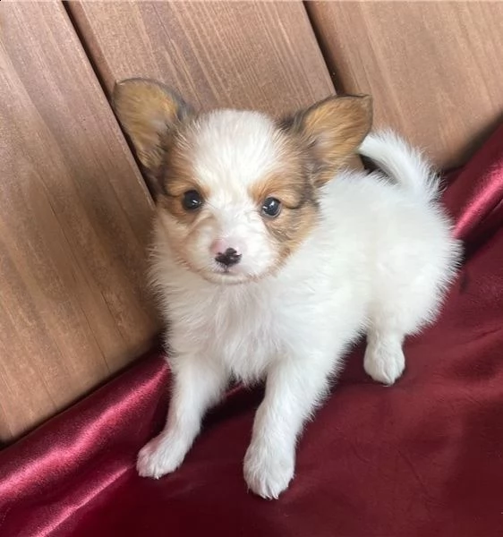 adorabili cuccioli di papillon messi in adozione