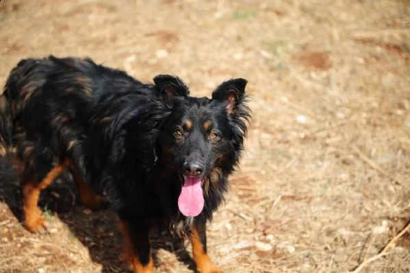 buck mix bohemian shepherd