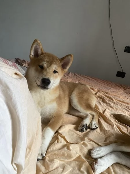 Shiba inu