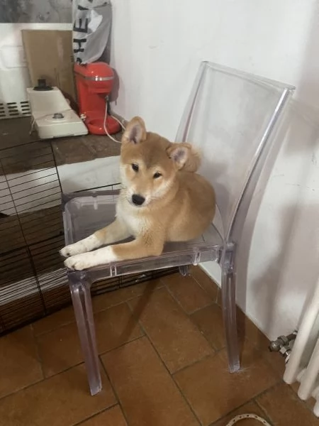 Shiba inu | Foto 0