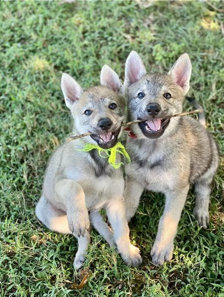 cuccioli di cane lupo cecoslovacco di 3 mesi