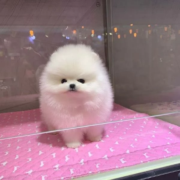 regalo pomerania cuccioli (maschio e femmina)