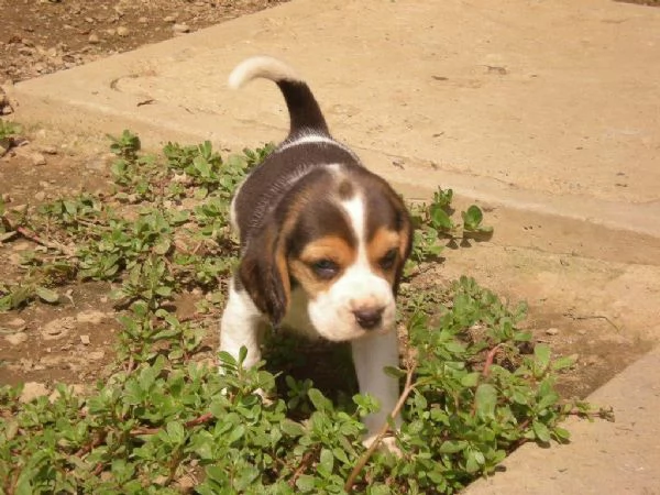 Beagle cuccioli con pedigree