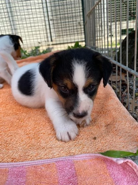 Jack russell Cuccioli | Foto 0