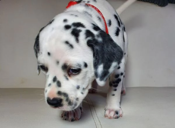 cuccioli di dalmata  femminucce e maschietti disponibili .