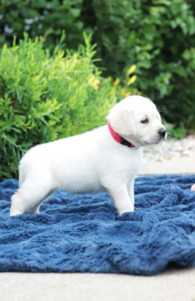 regalo golden retriver cuccioli