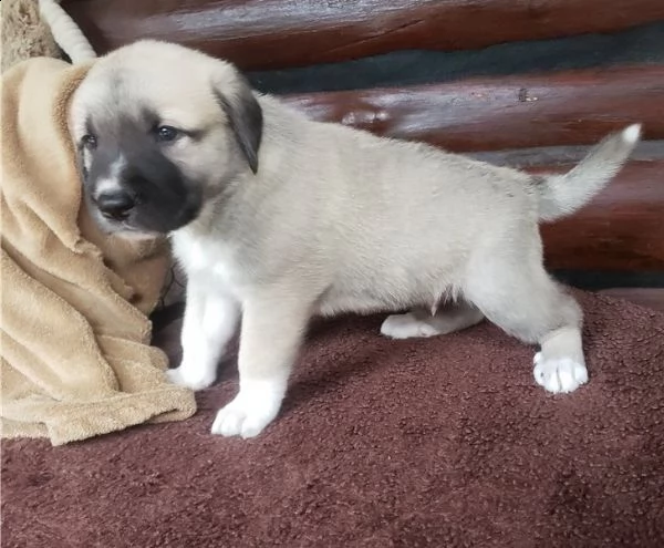  regalo maremma ship cuccioli meravigliosi ! 