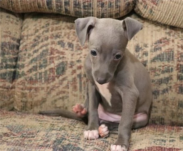  regalo cane grigio italiano cuccioli meravigliosi ! 