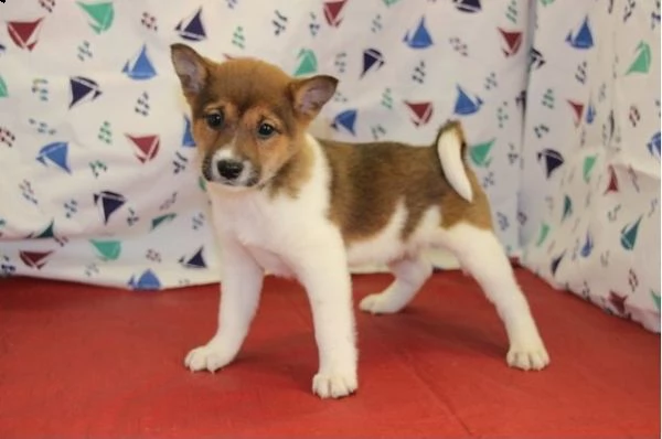  regalo due cuccioli di shiba inu per l'adozione