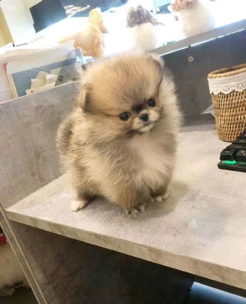 cuccioli di spitz tedesco di pomerania 