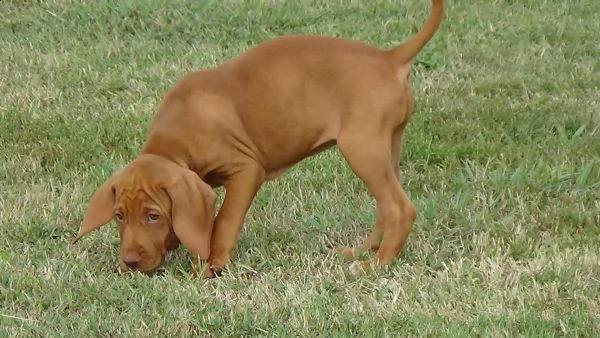 cuccioli di vizsla ungherese disponibili