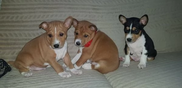 bellissimi cuccioli di basenji con pedigree  | Foto 1