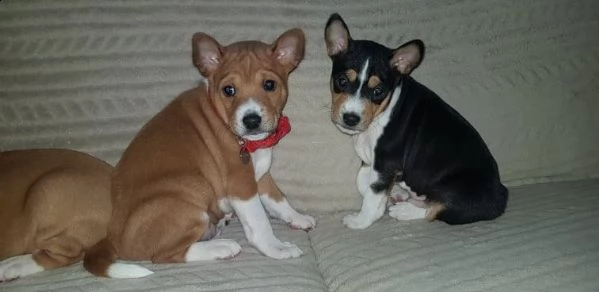 bellissimi cuccioli di basenji con pedigree  | Foto 0