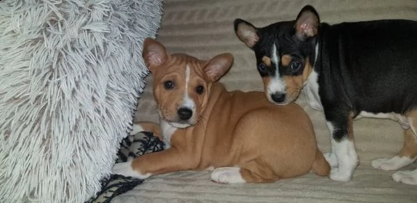 bellissimi cuccioli di basenji con pedigree 