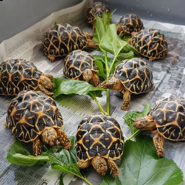 disponibili tartarughe in cattività, giovani e cuccioli. | Foto 0