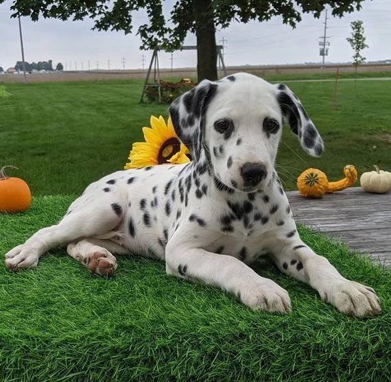 cuccioli di dalmata di 90gg