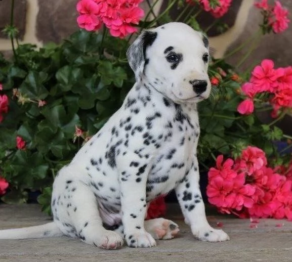 cuccioli di dalmata di 90gg | Foto 0