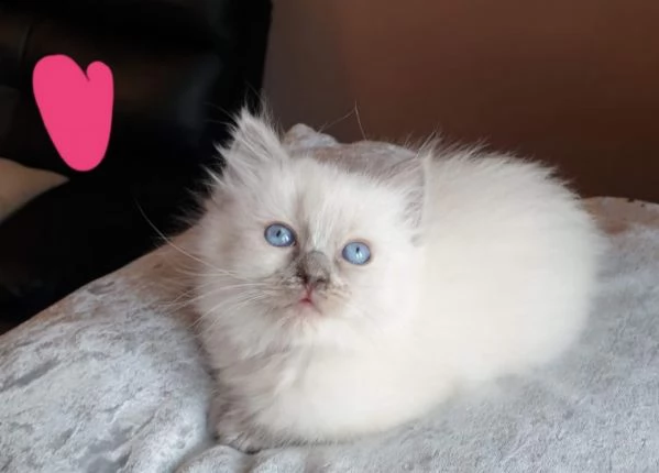 stupendi ragdoll blue point