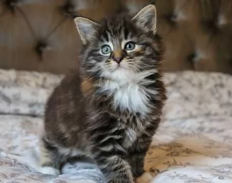 due maschio e femmina di maine coon