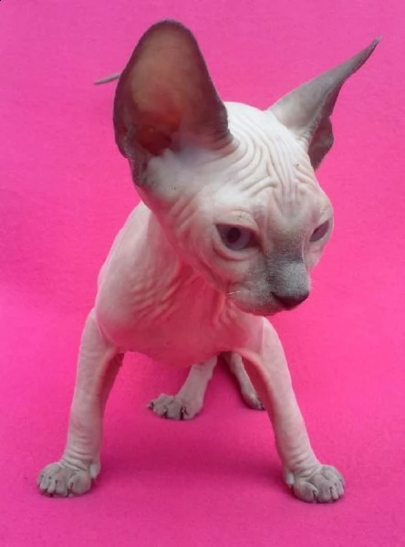 gattini canadian sphynx