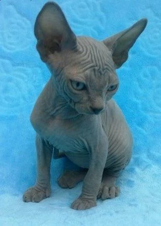 gattini canadian sphynx | Foto 0