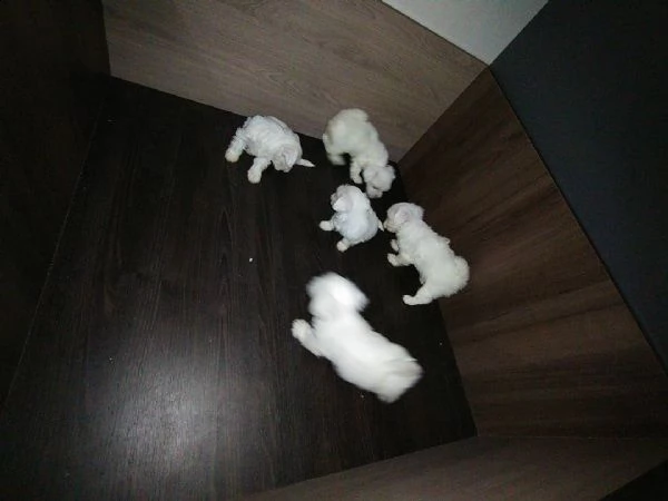 regalo cuccioli bichon