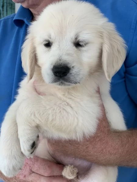 regalo golden retriver cuccioli