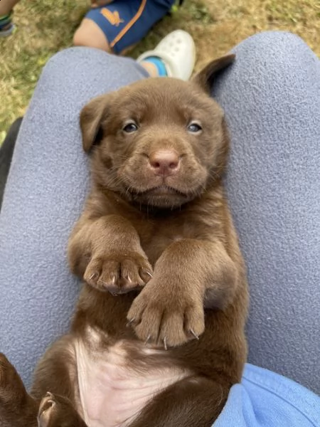 regalo bello labrador  cuccioli maschi e femmine