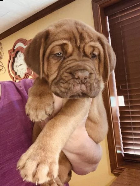 regalo bellissimi maschi e femmine dogue de bordeaux cuccioli