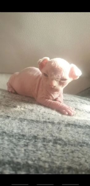 gattini sphynx