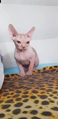 cuccioli sphynx