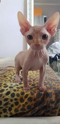 cuccioli sphynx | Foto 2