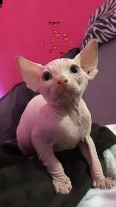 cuccioli sphynx | Foto 1