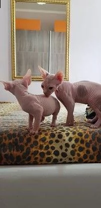 cuccioli sphynx | Foto 0