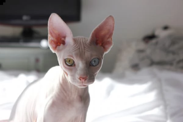 cuccioli di gatto di razza sphynx con pedigree