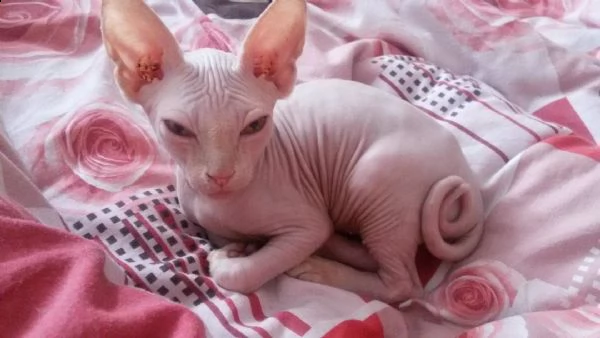 bellissime cuccioli sphynx