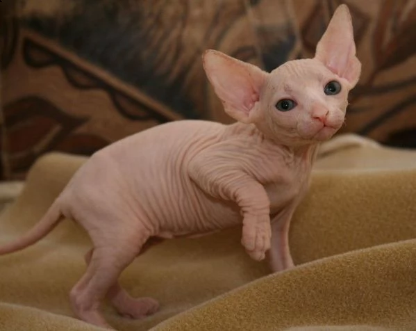 nuova cucciolata canadian sphynx disponibili