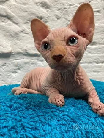 cuccioli canadian sphynx disponibili