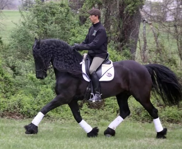  cavallo da adottare e amare | Foto 1