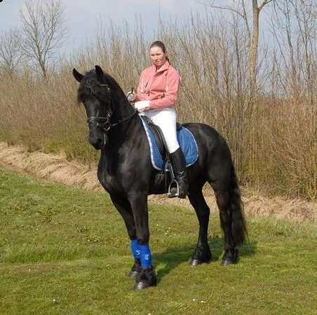  cavallo da adottare e amare | Foto 0